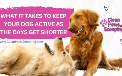 What It Takes to Keep Your Dog Active as the Days Get Shorter