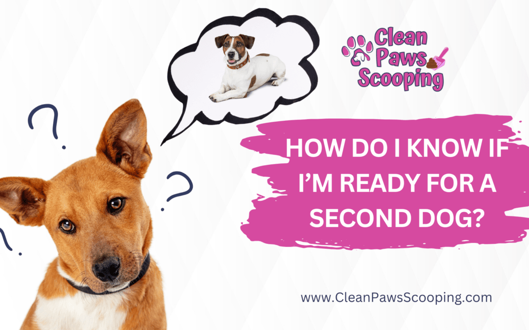 How Do I Know If I’m Ready for a Second Dog?