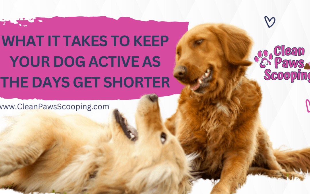 How to Keep Your Yard Clean When You Have Multiple Dogs