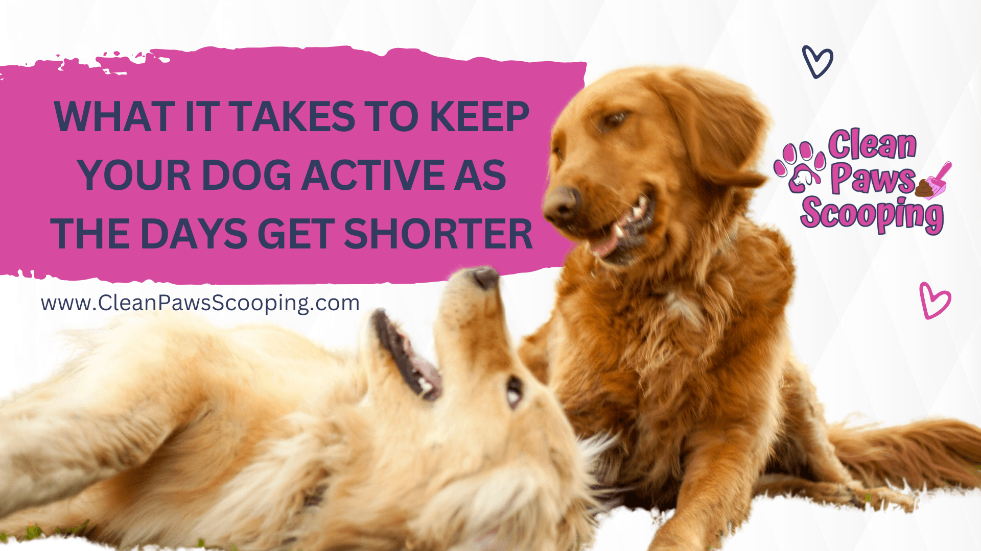 How to Keep Your Yard Clean When You Have Multiple Dogs | | Clean Paws ...