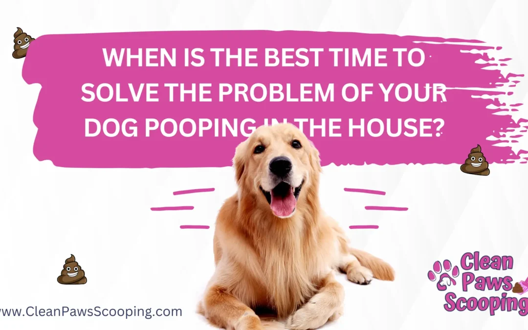 When is the Best Time to Solve the Problem of Your Dog Pooping in the House?