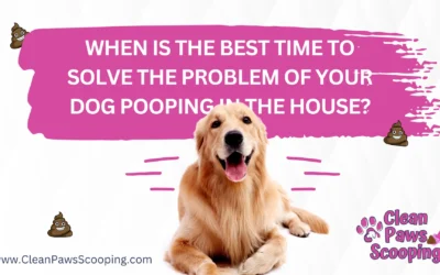When is the Best Time to Solve the Problem of Your Dog Pooping in the House?