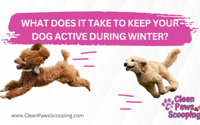 What Does it Take to Keep Your Dog Active During Winter?