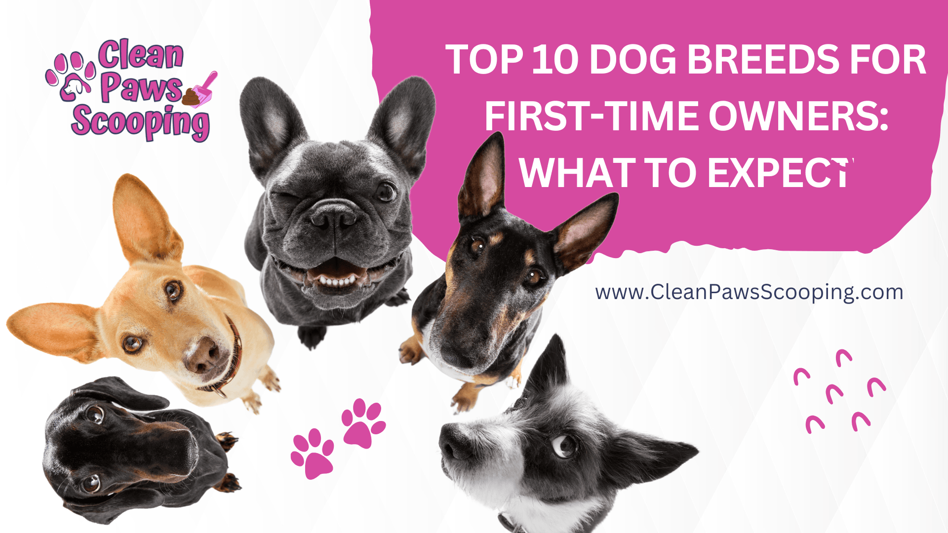 Top_10_Dog_Breeds_for_First-Time_Owners_What_to_Expect