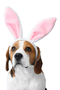 Spring session dog A happy dog with fluffy bunny ears, sitting and posing for a fun spring.