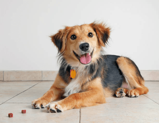 Mixed Breed