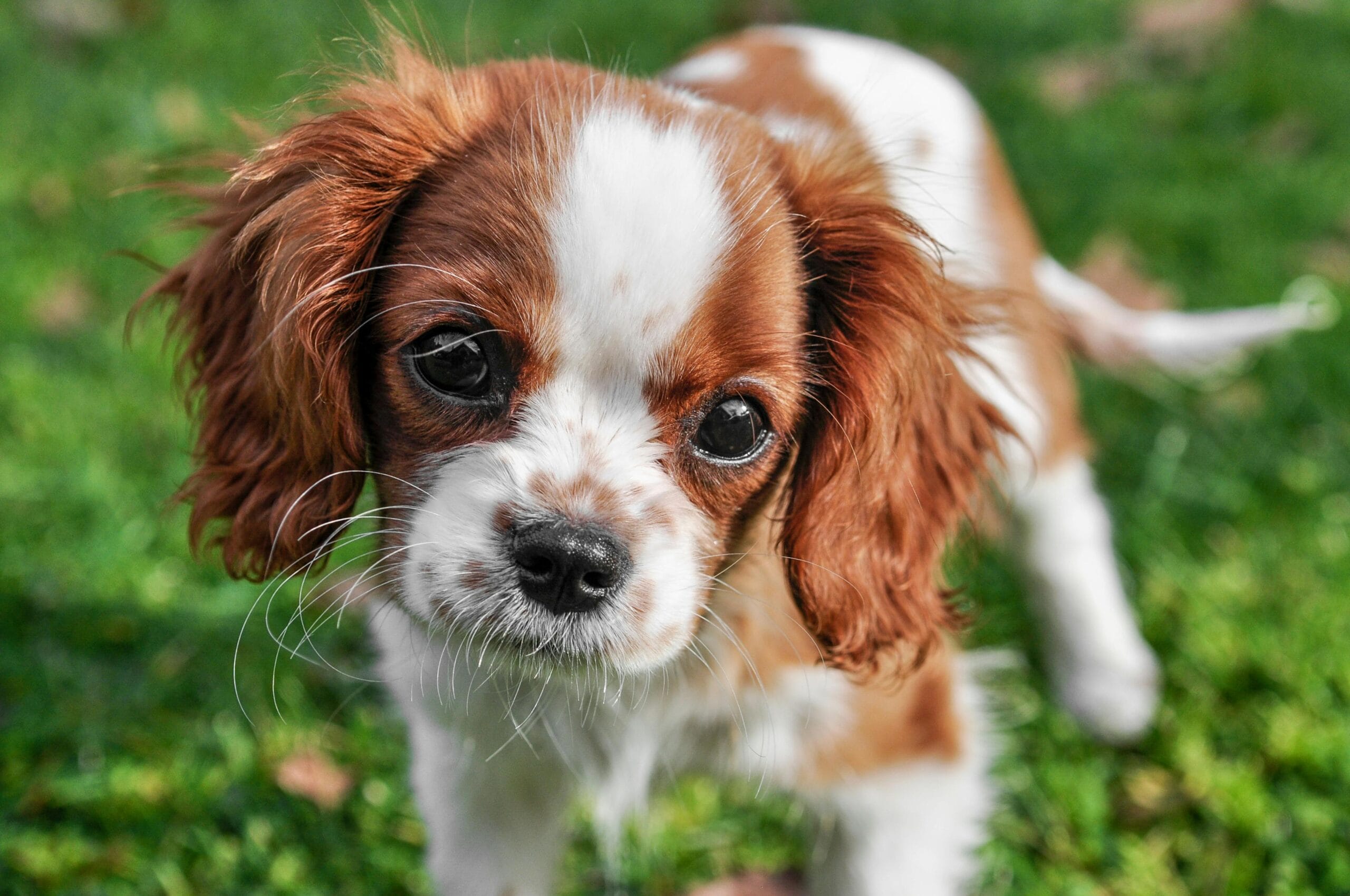 Cavalier Spaniel