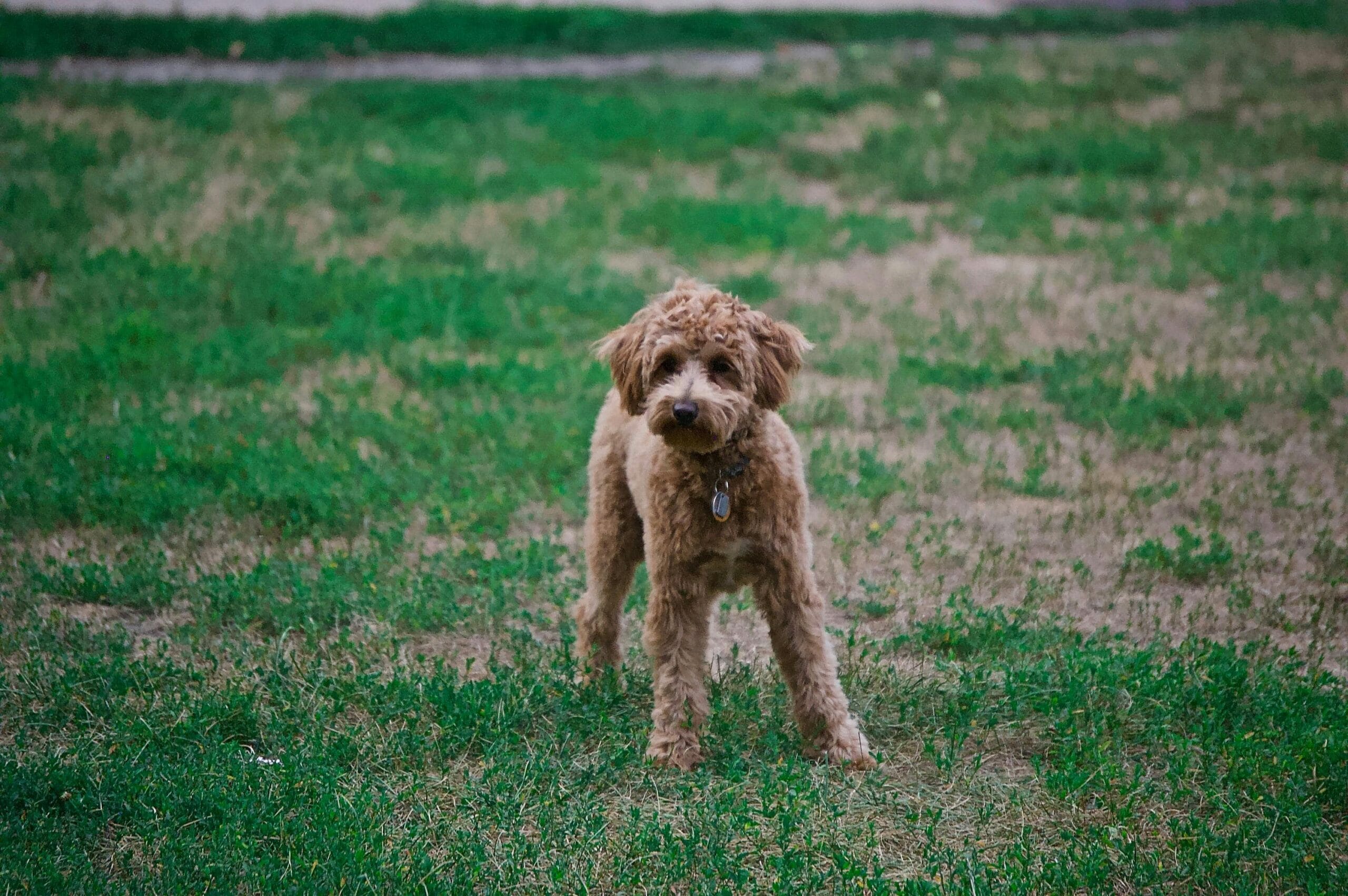 Poodle