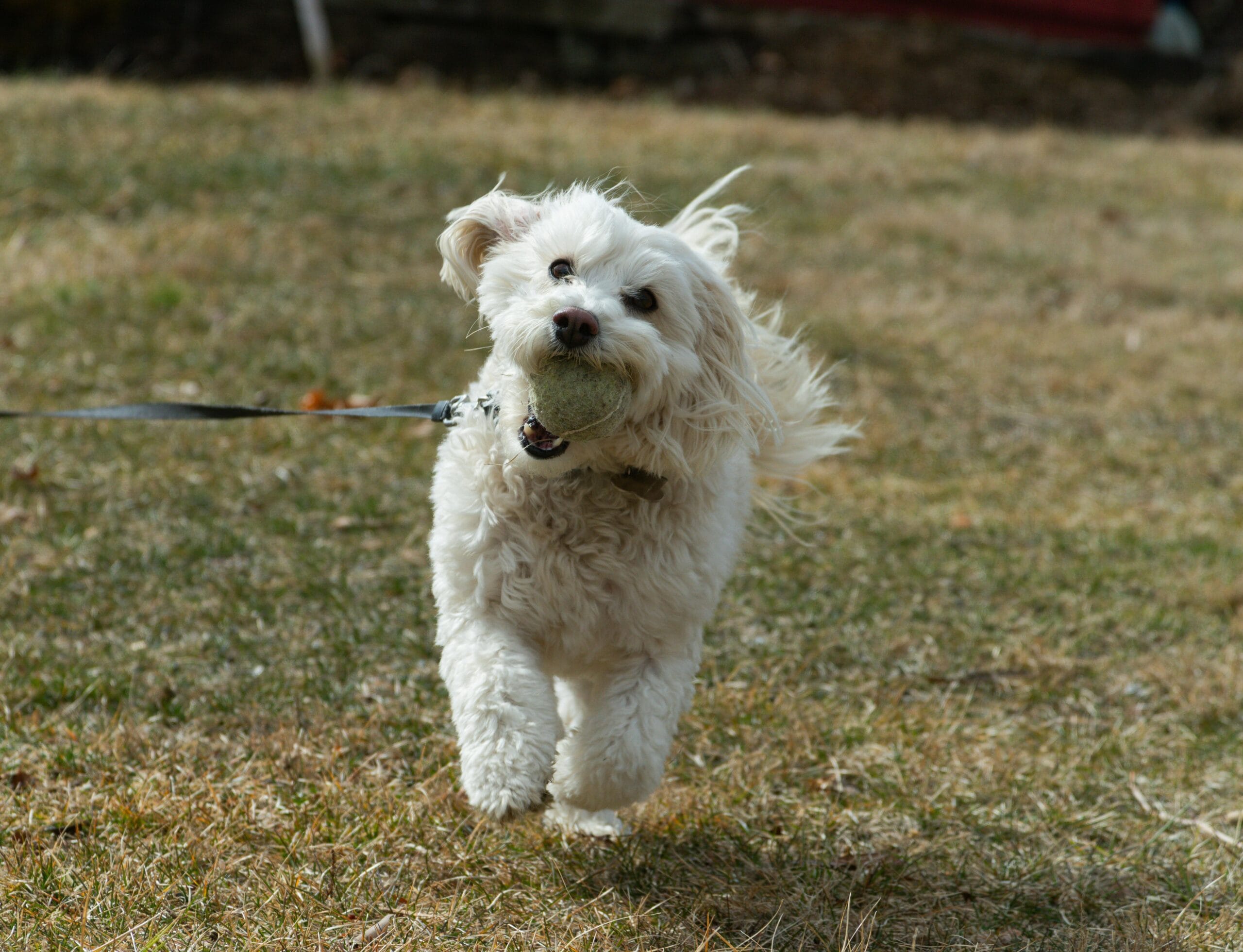 Bichon Frise