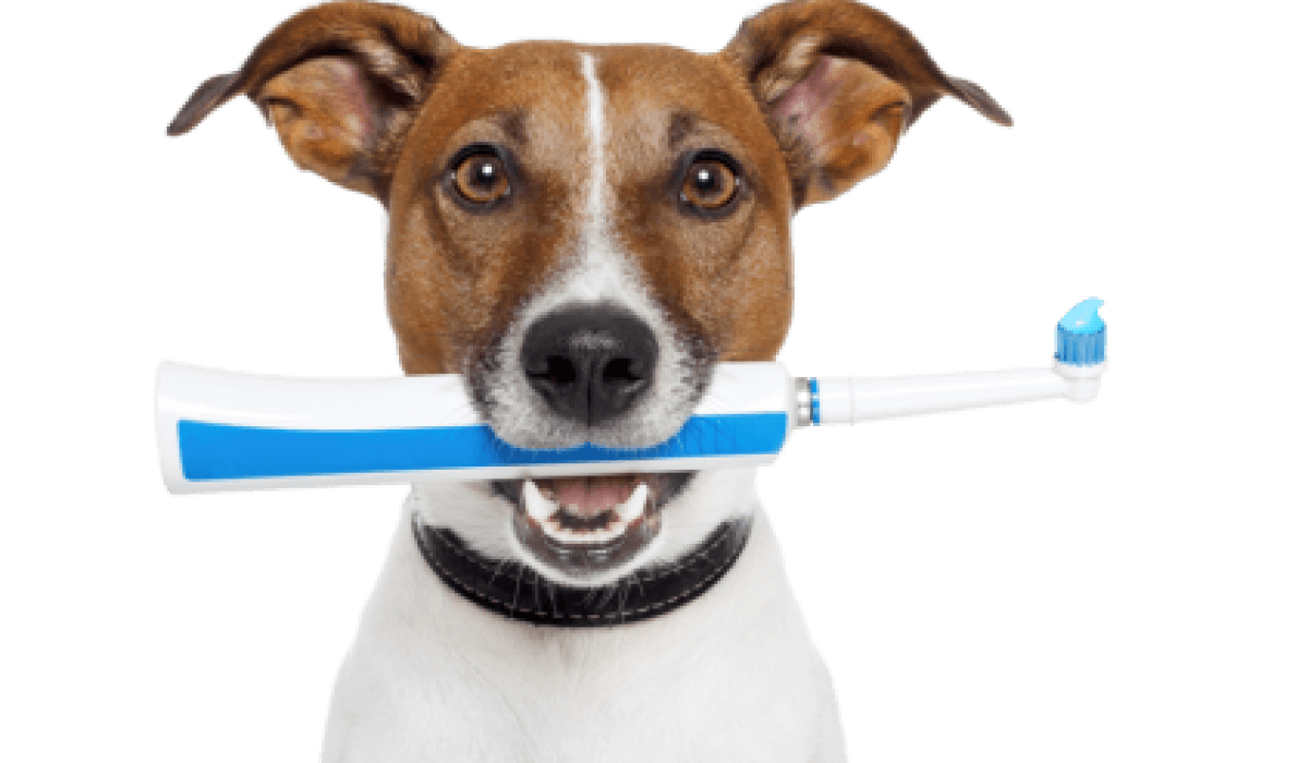 cleaning dog teeth