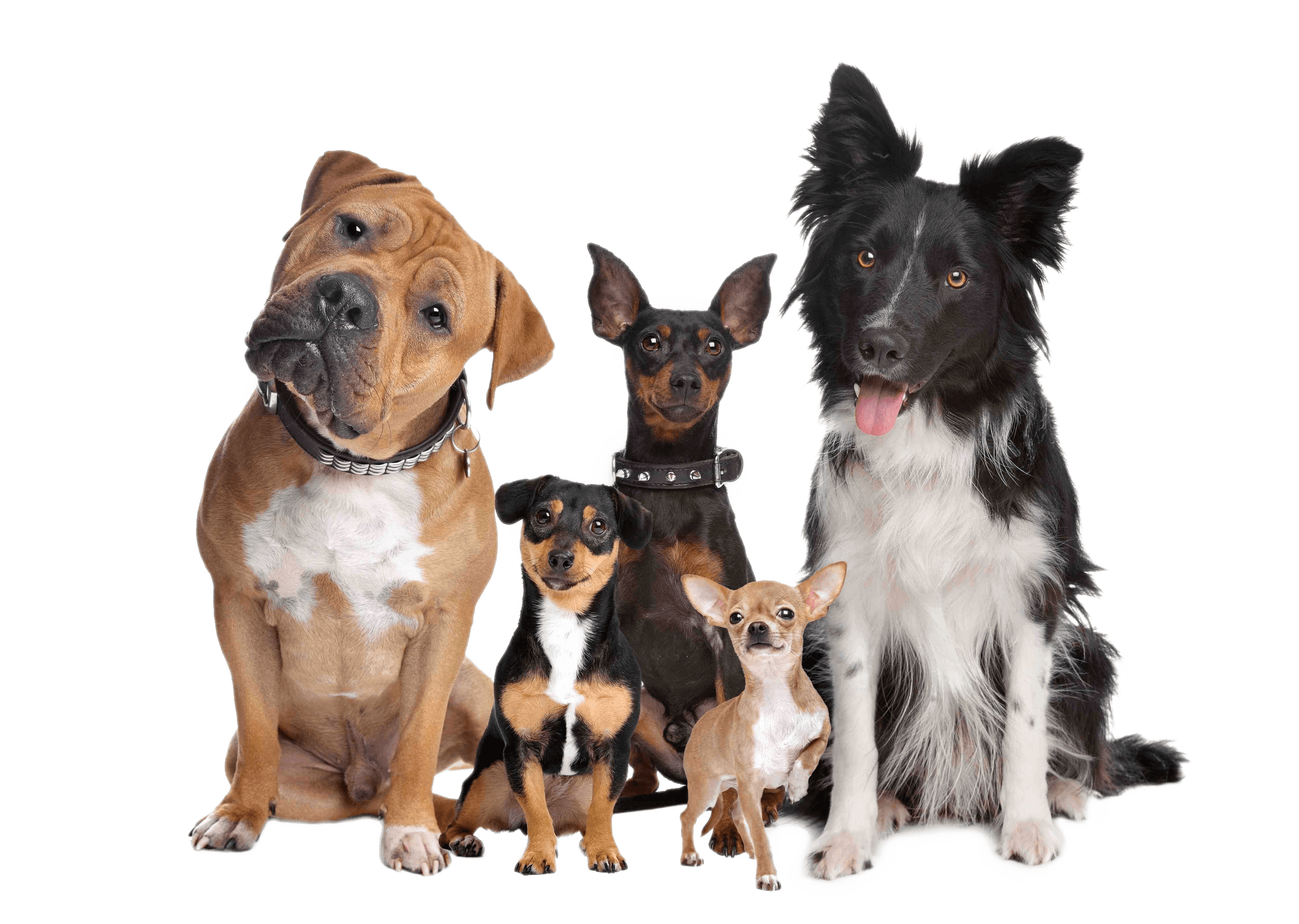 cleanpawsdog3