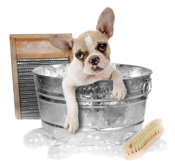 dog bathing