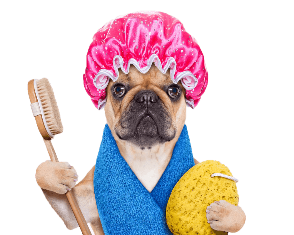 dog brushing