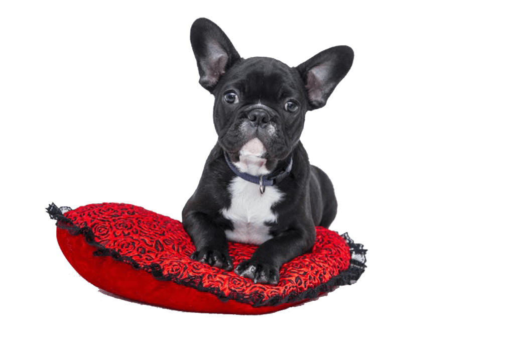 dog carpet