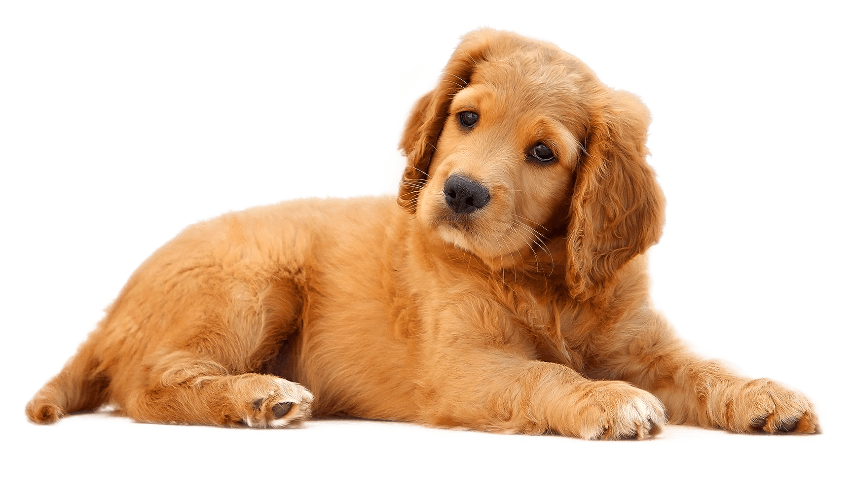 dog paw