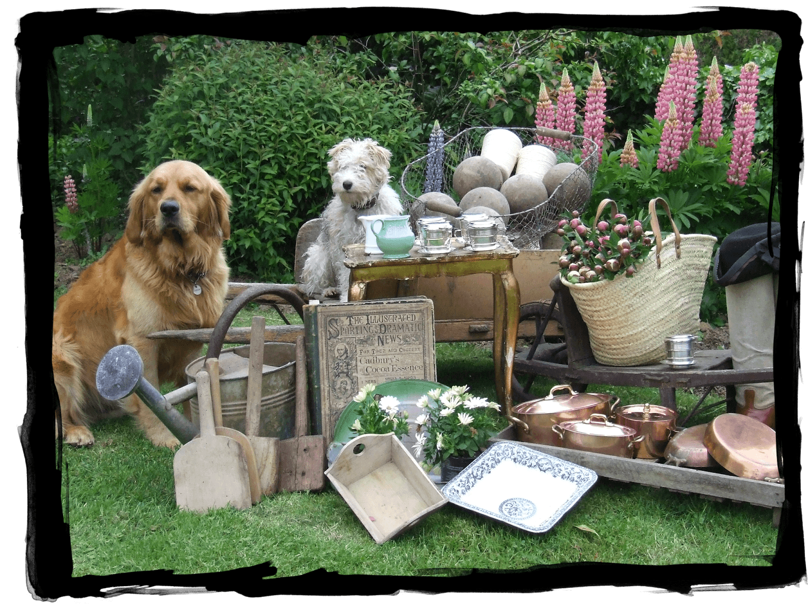 dog yard