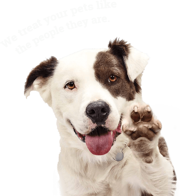 fresh dog