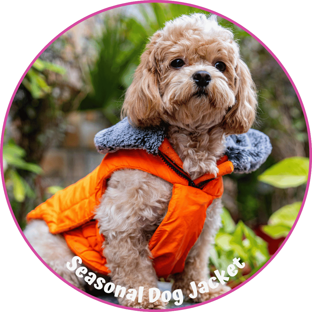 Dog Leash and Collar (1)