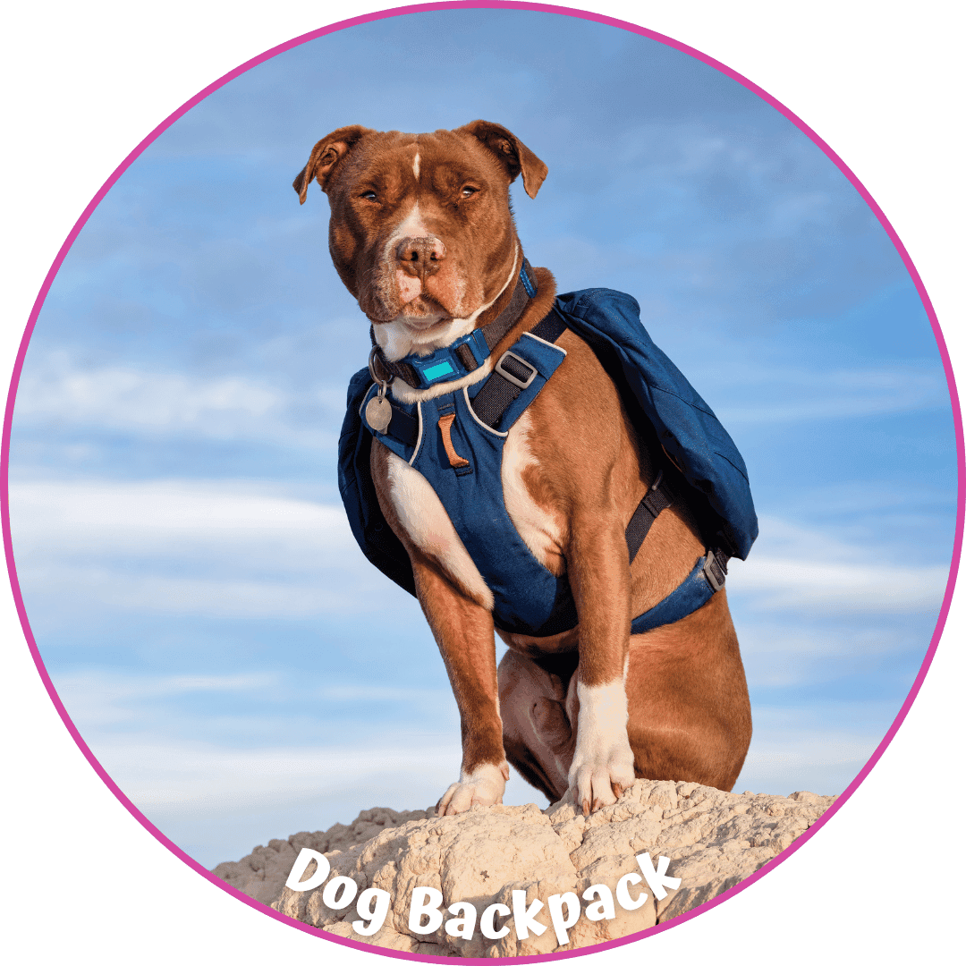 Dog Leash and Collar (6)