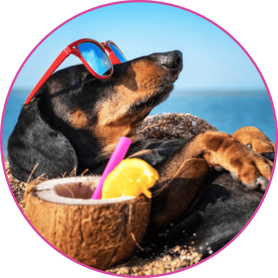 Dog Leash and Collar (7)