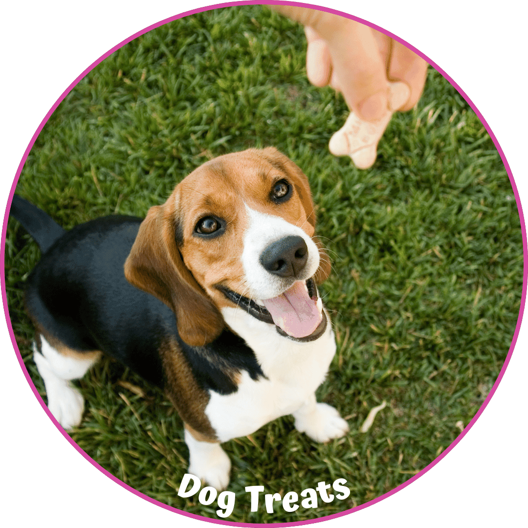 Dog Leash and Collar (9)