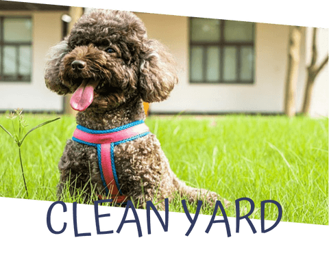 clean yard