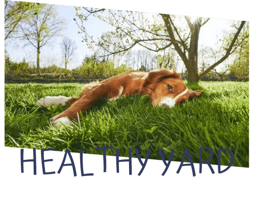 healthy yard