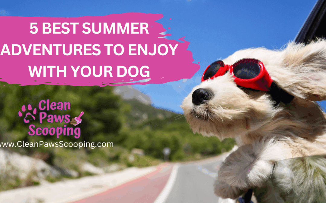5 Best Summer Adventures to Enjoy with Your Dog