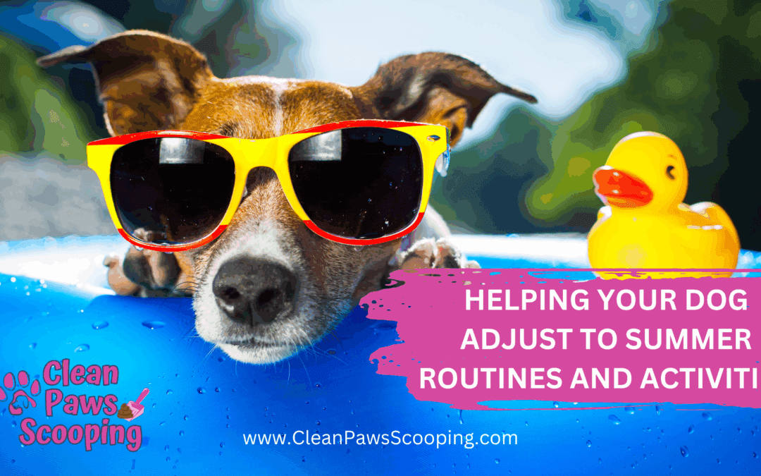 Helping Your Dog Adjust to Summer Routines and Activities