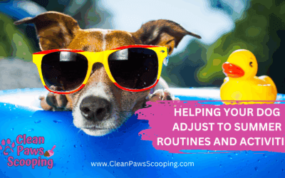 Helping Your Dog Adjust to Summer Routines and Activities