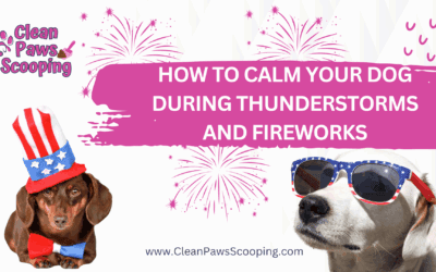 How to Calm Your Dog During Thunderstorms and Fireworks