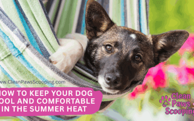 How to Keep Your Dog Cool and Comfortable in the Summer Heat