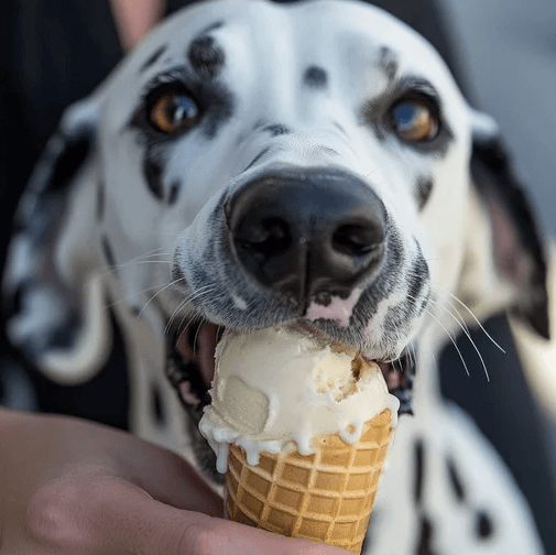 dog_icecream