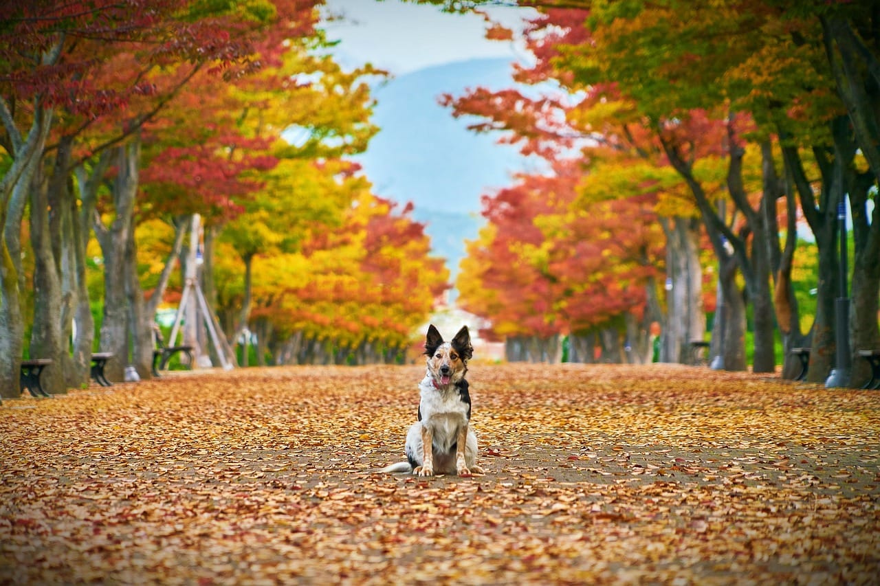 dog_park