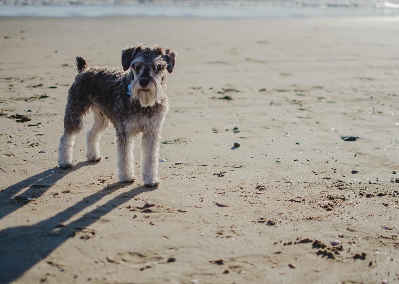 beach_dog