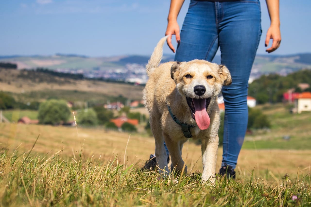 dog-8199216_1280