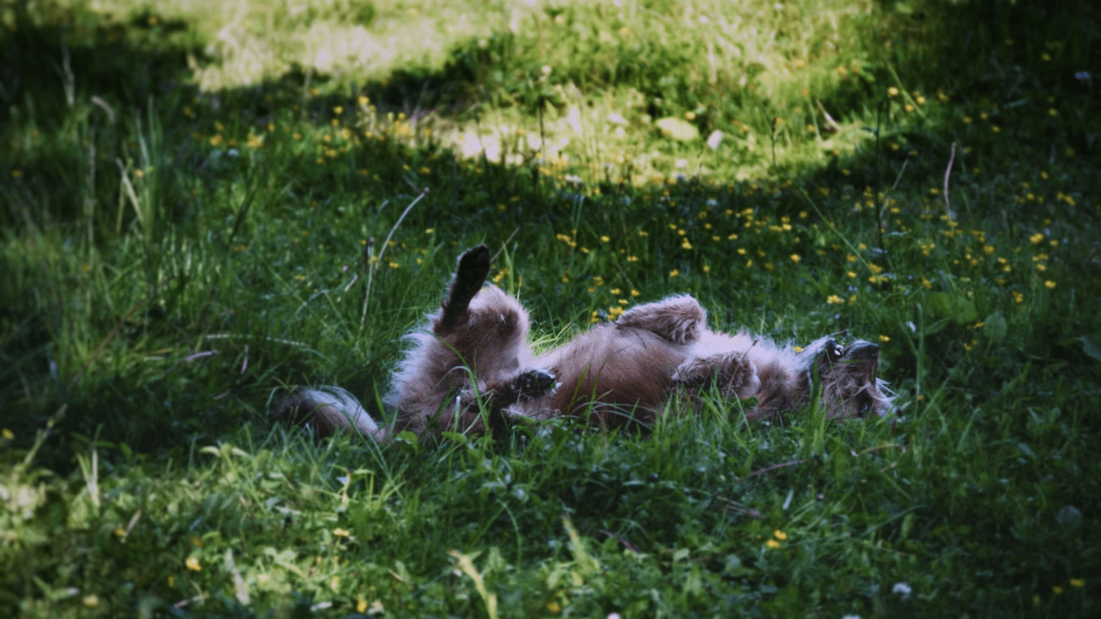 happy dog