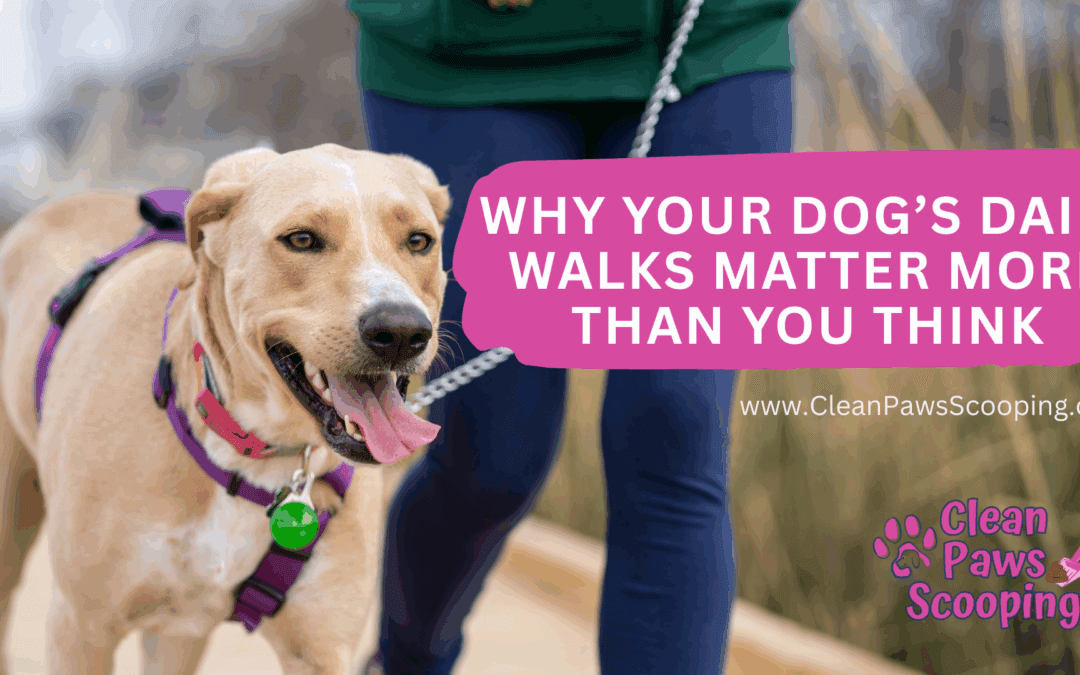 Why Your Dog’s Daily Walks Matter More Than You Think