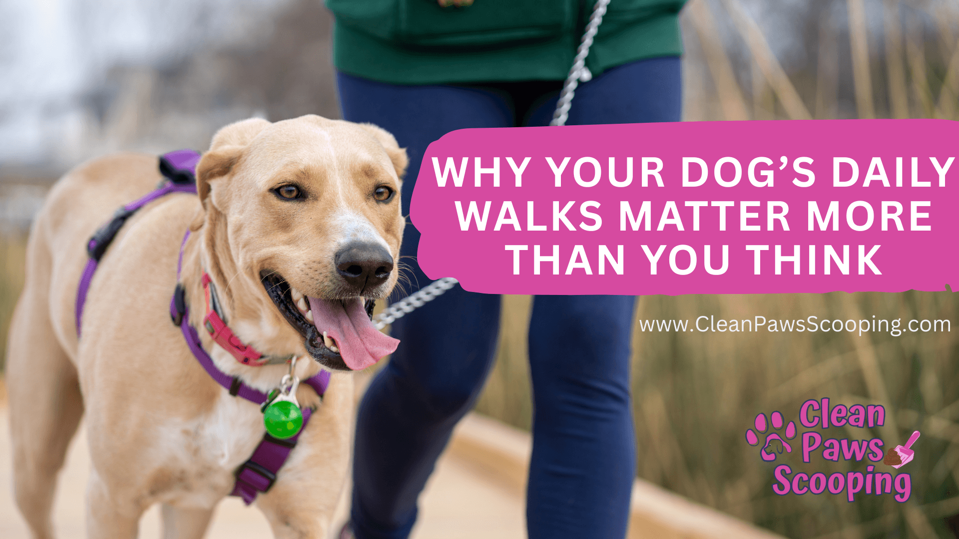 Why_Your_Dogs_Daily_Walks_Matter_More_Than_You_Think