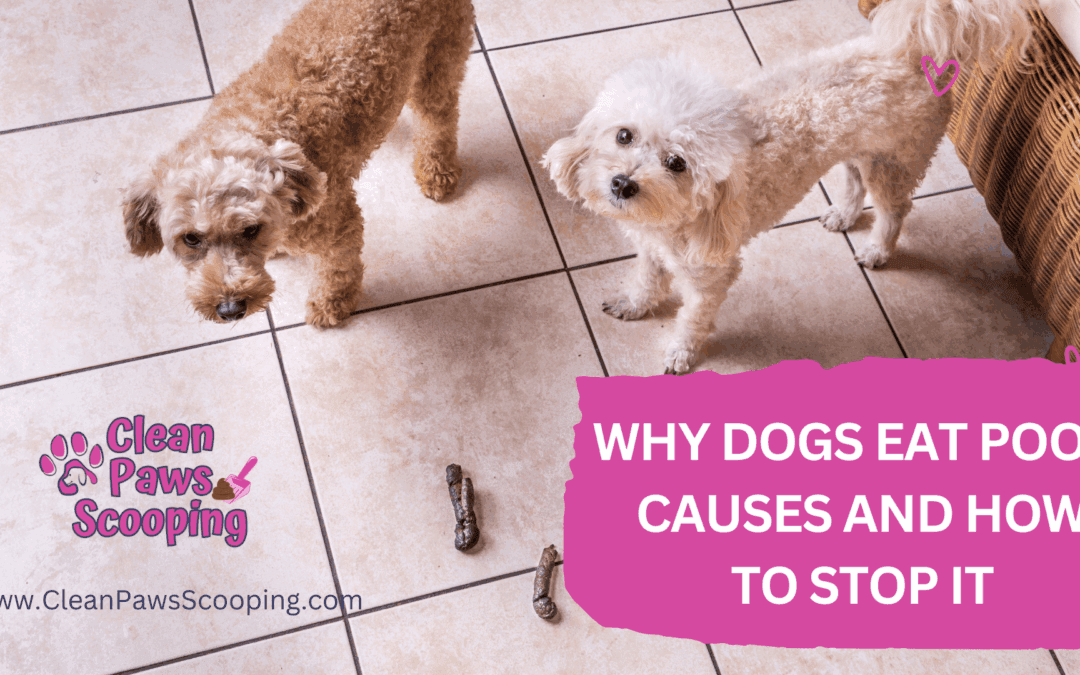 Why Dogs Eat Poop: Causes and How to Stop It