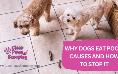Why Dogs Eat Poop: Causes and How to Stop It