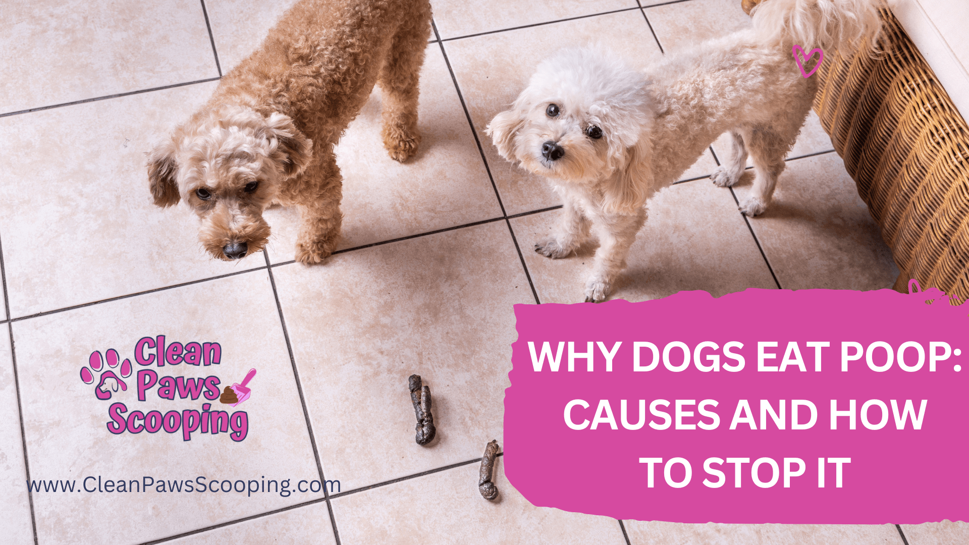 Why_Dogs_Eat_Poop_Causes_and_How_to_Stop_It