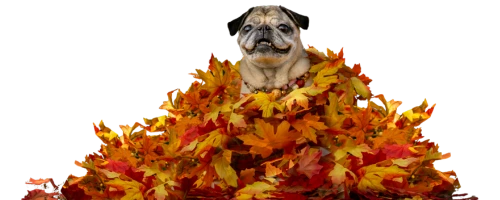 Picture of Dog For Fall Poop Scooping Company Promotion Picture of Dog For Fall Poop Scooping Company Promotion