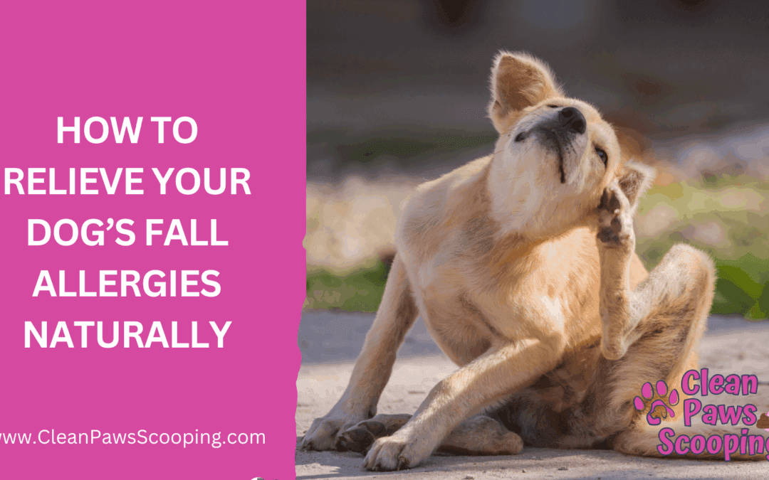 How to Relieve Your Dog’s Fall Allergies Naturally
