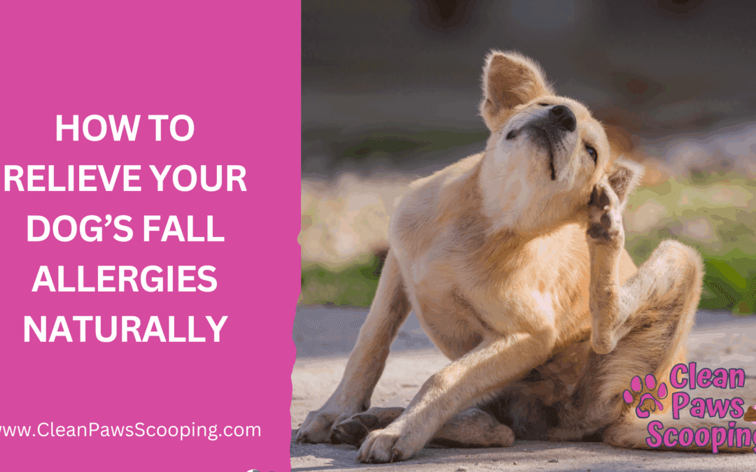 How to Relieve Your Dog’s Fall Allergies Naturally
