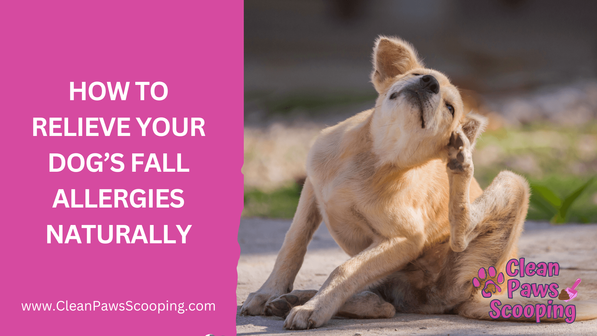 How_to_Relieve_Your_Dog’s_Fall_Allergies_Naturally