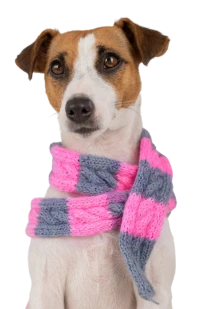 Winter dog picture for poop scooping company Winter dog picture for poop scooping company