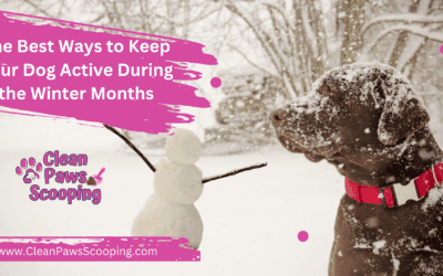 The Best Ways to Keep Your Dog Active During the Winter Months