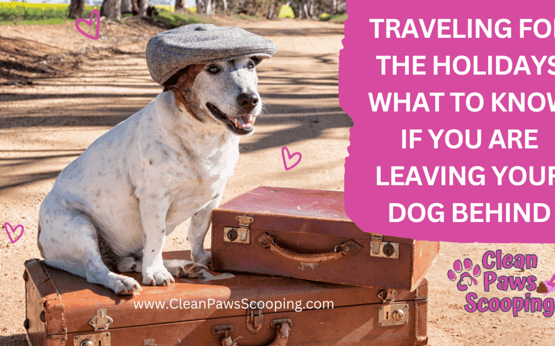 Traveling for the Holidays What to Know if You Are Leaving Your Dog Behind