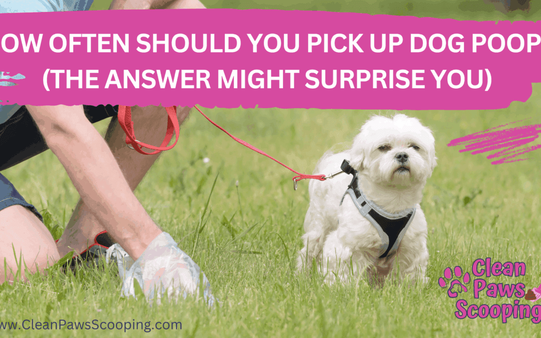 How Often Should You Pick Up Dog Poop? (The Answer Might Surprise You)